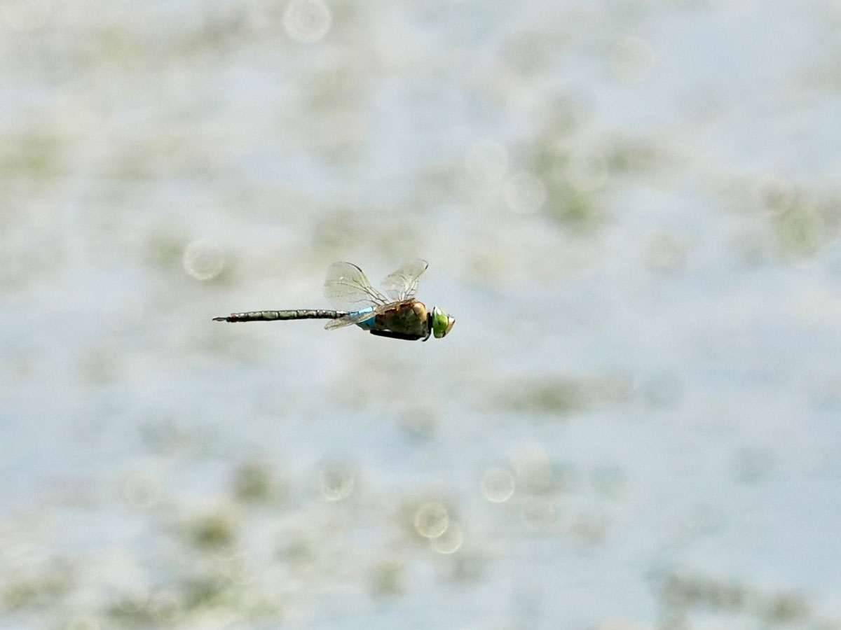 Anax_parthenope